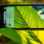 Descubra plantas com este app de escaneamento