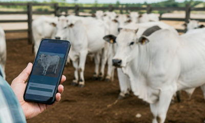 App Gratuito para Estimar Peso do Gado