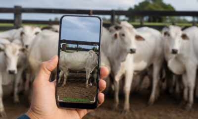 Balança de gado no celular: estime o peso dos bovinos