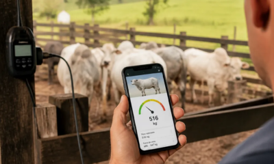 Você Pode Ter Balança de Gado no Celular