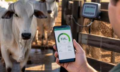 Balança de Gado no Celular: Peso Preciso