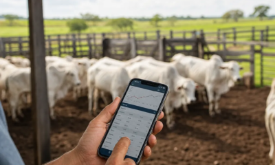 Sua Balança de Gado no Celular: Veja como Funciona