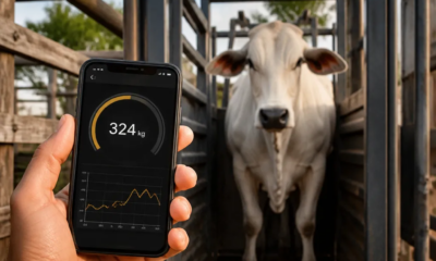 Celular Como Balança: Pese Bovinos Facilmente