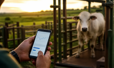 Como pesar seu gado em tempo real direto do celular